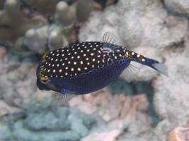 82 Spotted Boxfish Male IMG 2072.JPG